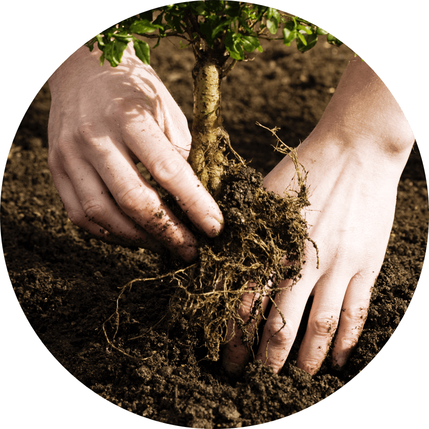 two hands with a plant