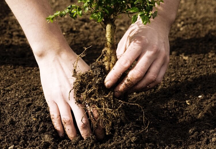 two hands with a plant